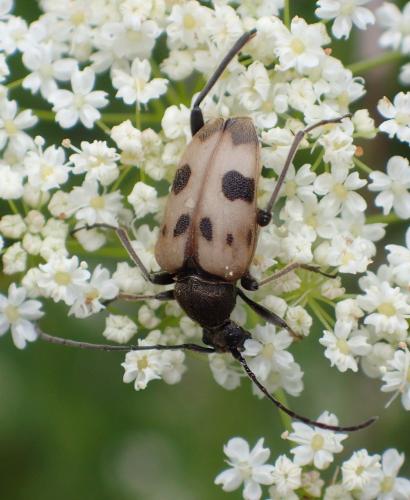 Réf. 210 456 : Pachytodes cerambyciformis